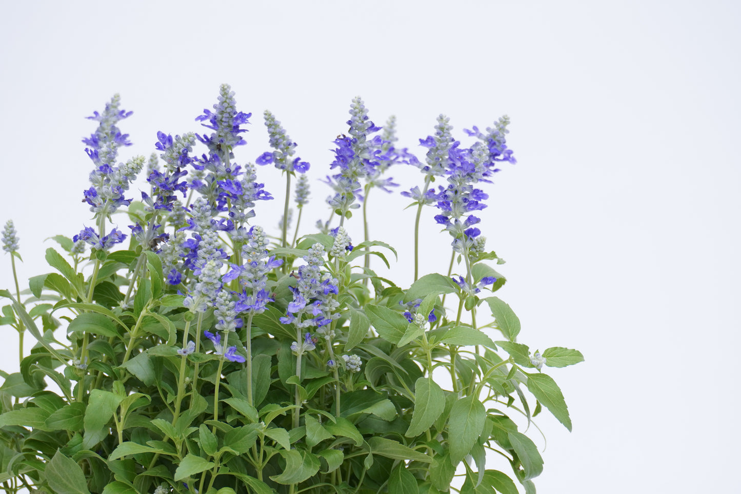 一串紫 Salvia Farinacea