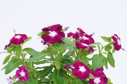 長春花 Catharanthus Roseus