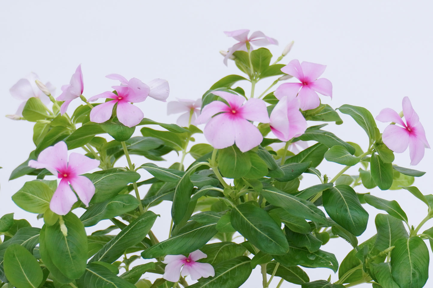 長春花 Catharanthus Roseus