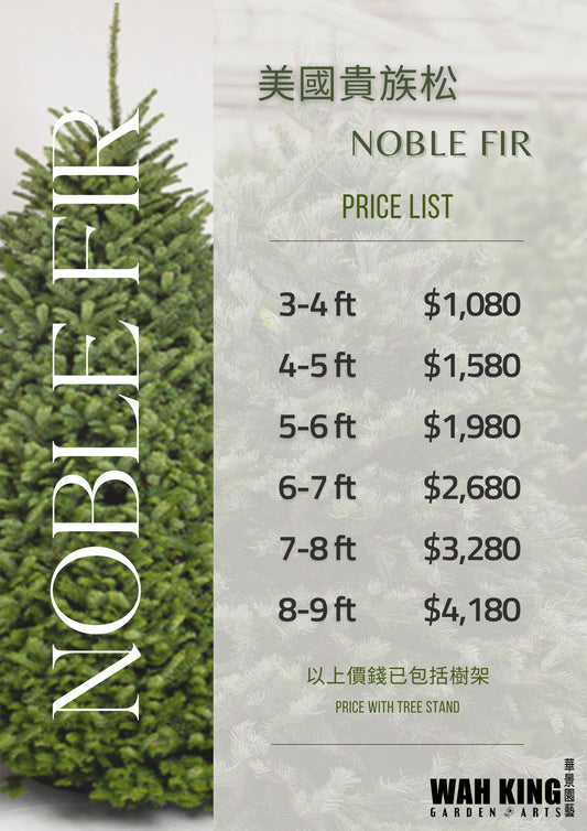 貴族松 Noble Fir (美國進口)