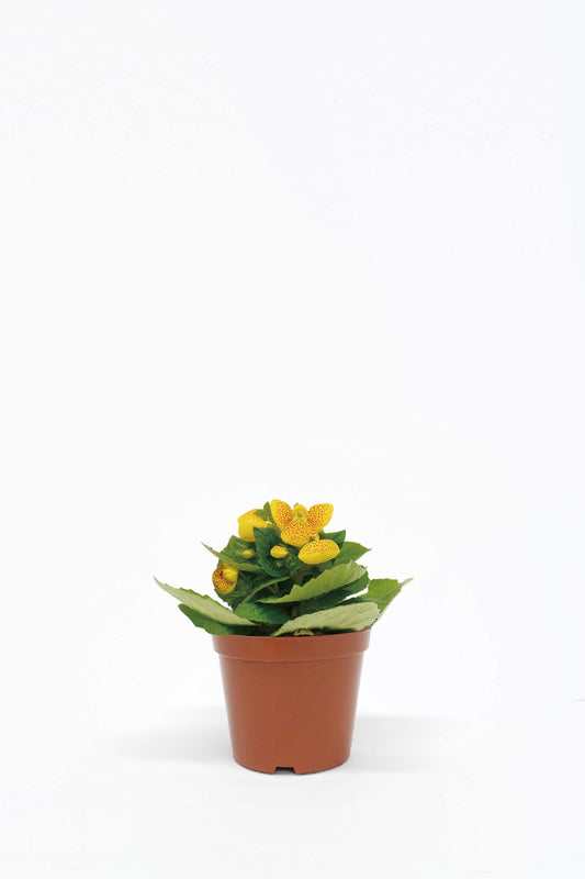 荷包花 Slipperwort