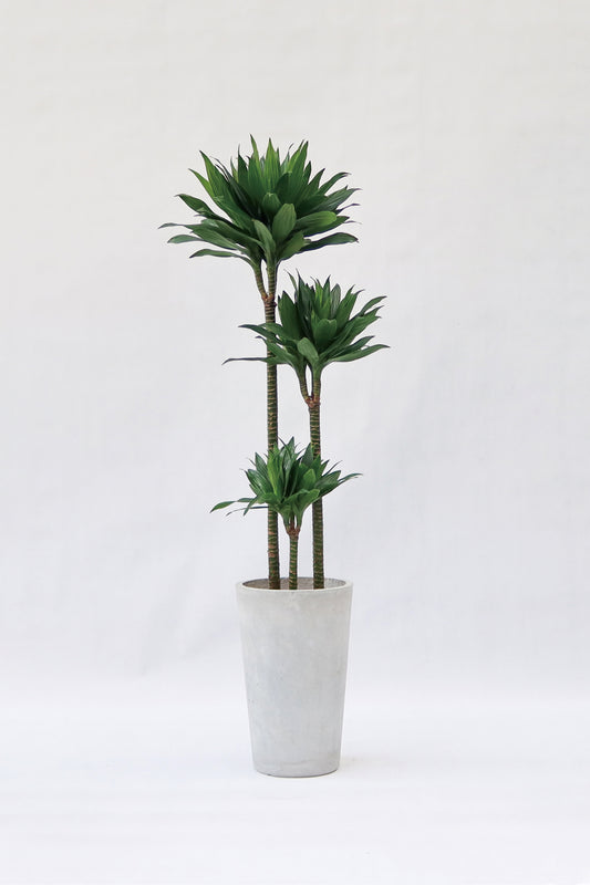 太陽神 Dracaena Compacta (荷蘭進口)