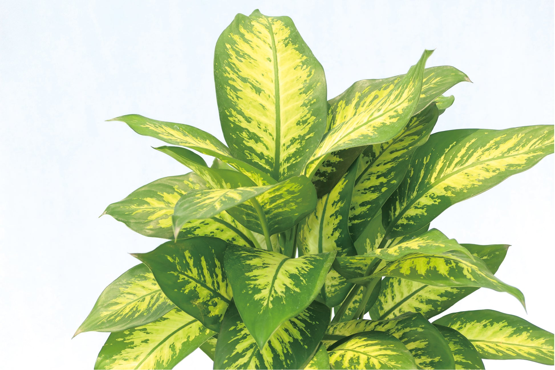 大斑馬 Dieffenbachia Seguine