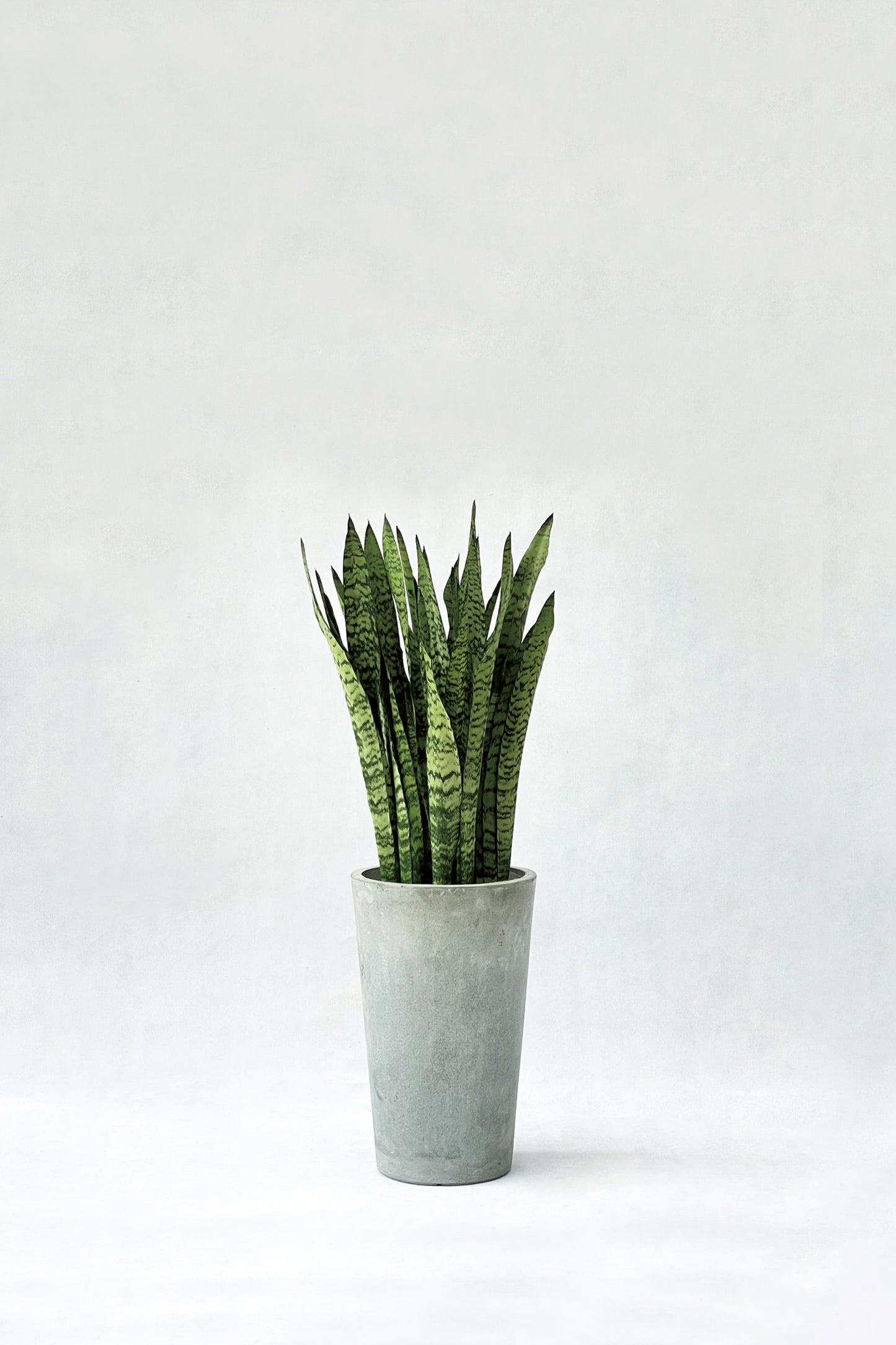 虎尾蘭 Sansevieria trifasciata