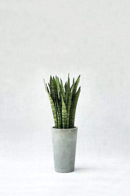 虎尾蘭 Sansevieria Trifasciata