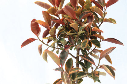 花葉橡樹 Ficus Elastica