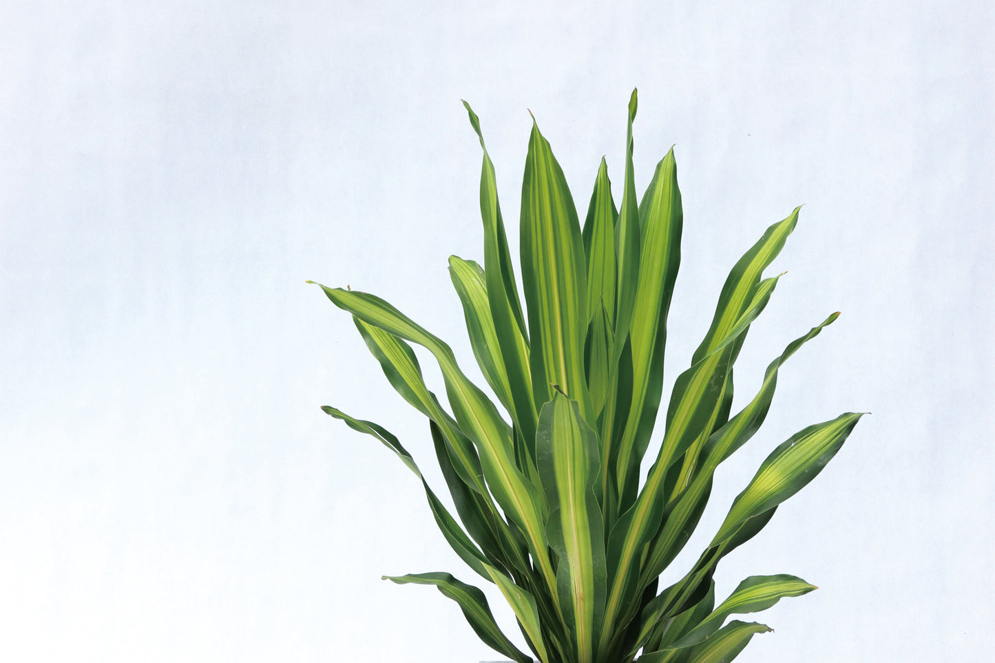 金心鐵 Dracaena Fragrans