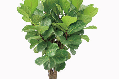 琴葉榕 Ficus Lyrata