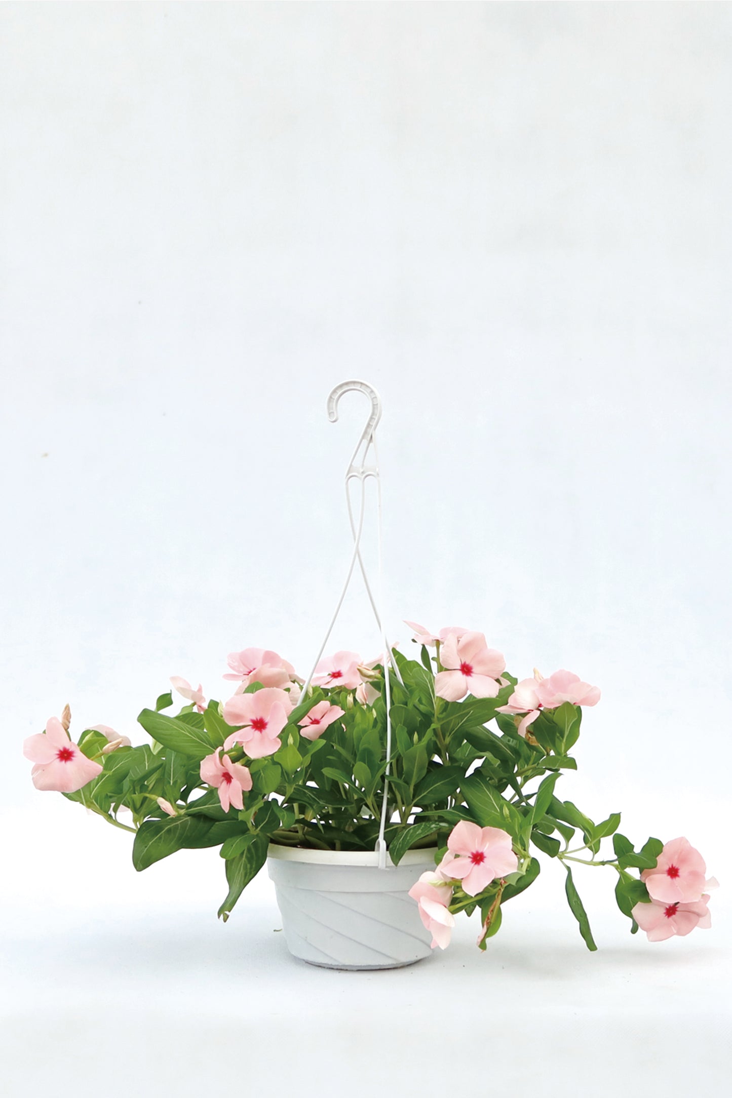 日日春  Catharanthus roseus