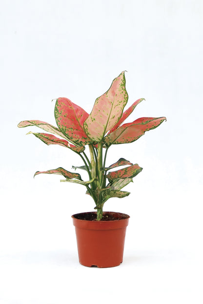 Aglaonema