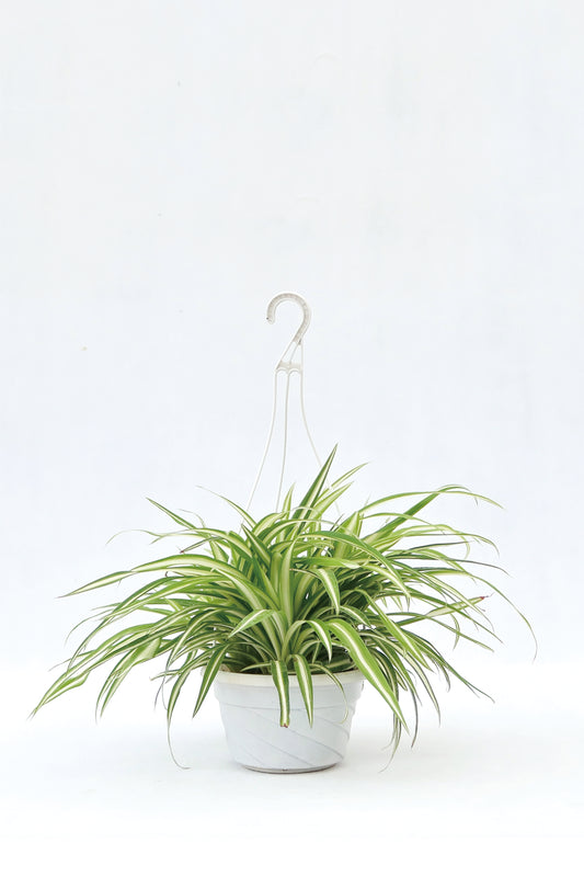 草蘭 chlorophytum