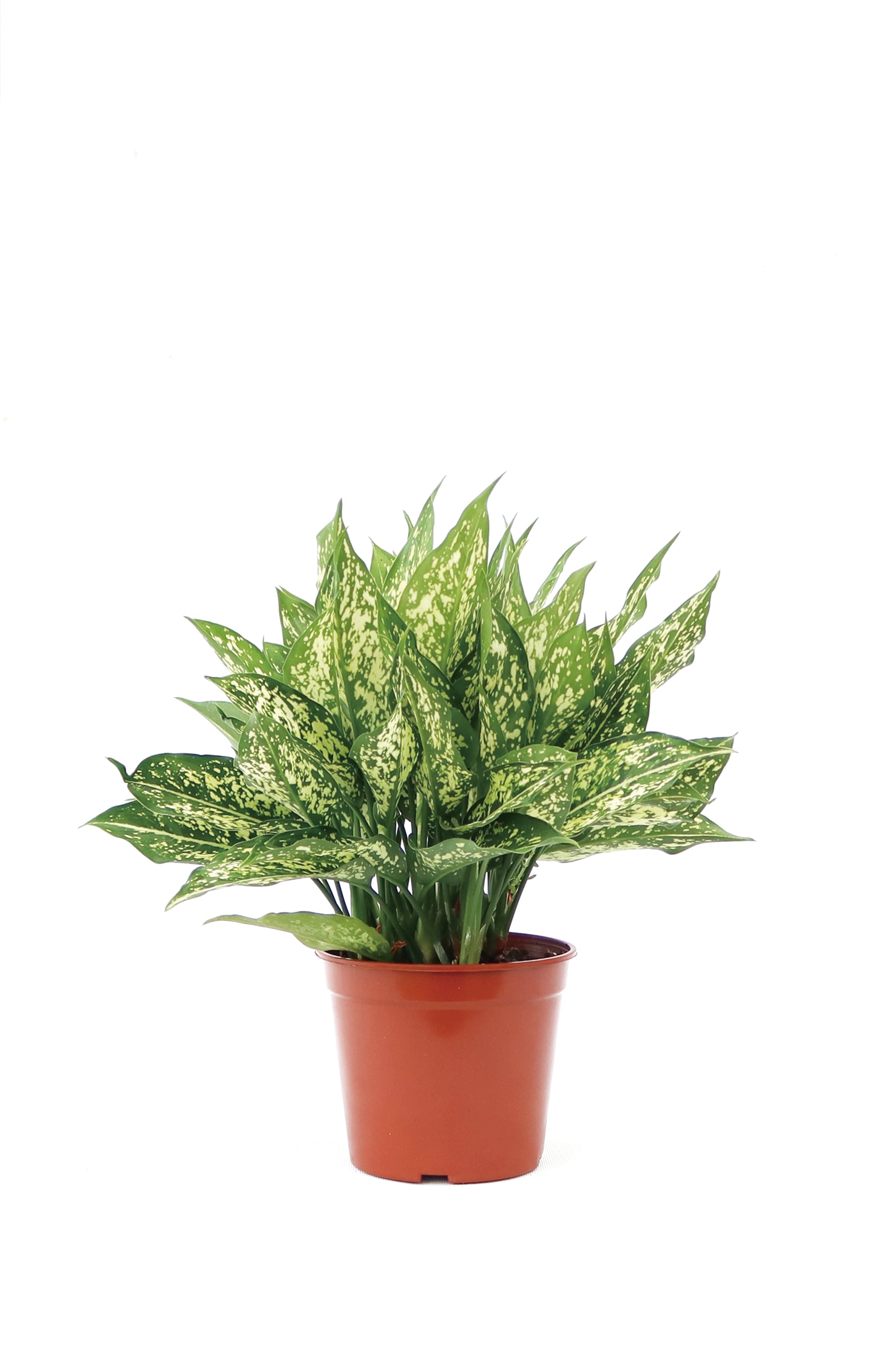 Aglaonema