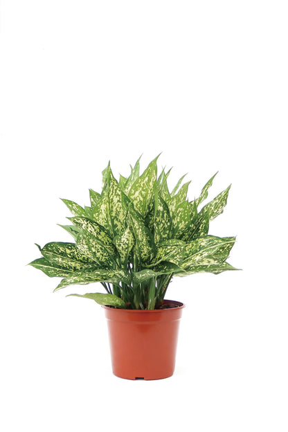 Aglaonema