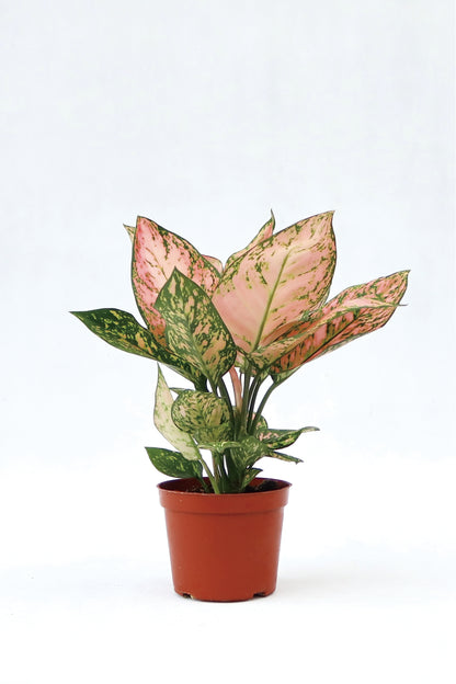 Aglaonema