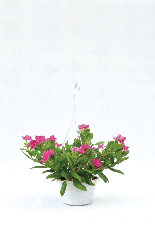 日日春  Catharanthus roseus
