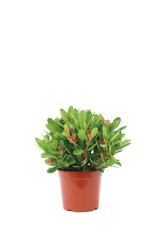 勒海棠 Euphorbia milii