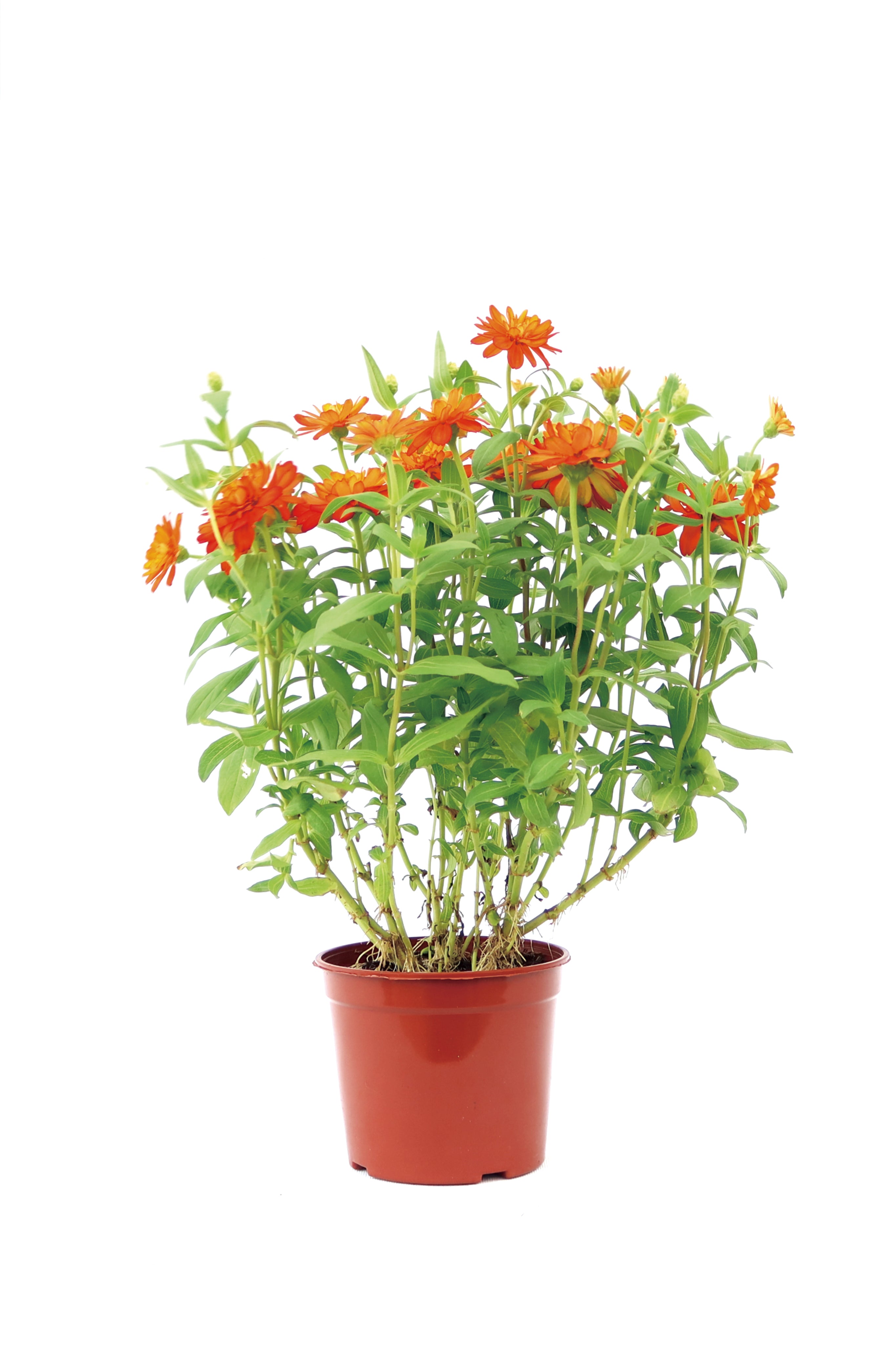 魚尾菊 (細花) Zinnia Angustifolia