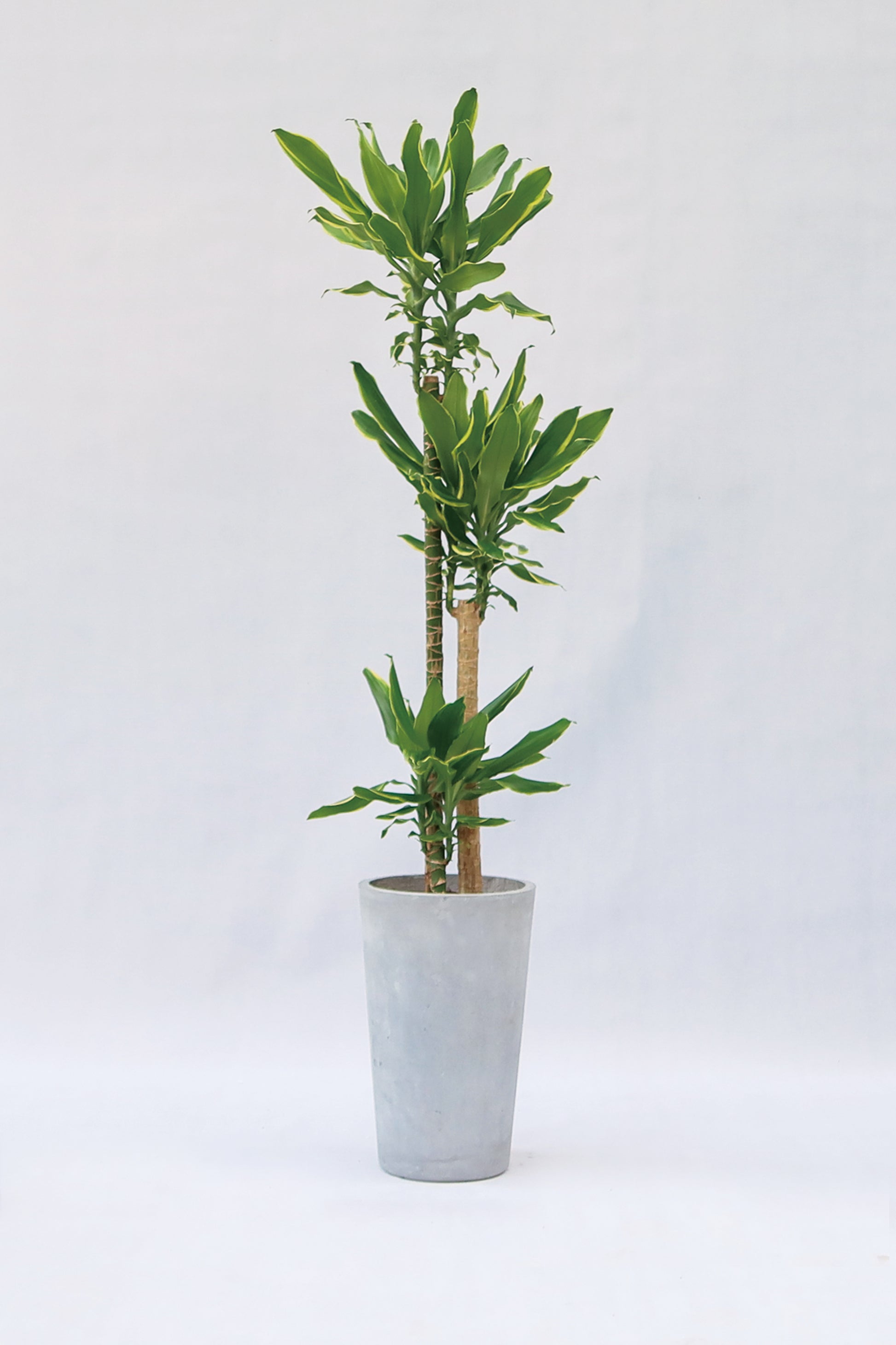 dracaena fragrans 中文 室內植物日本鐵-金邊Dracaena Fragrans Golden Coast – Wah King Garden Arts Co., Ltd