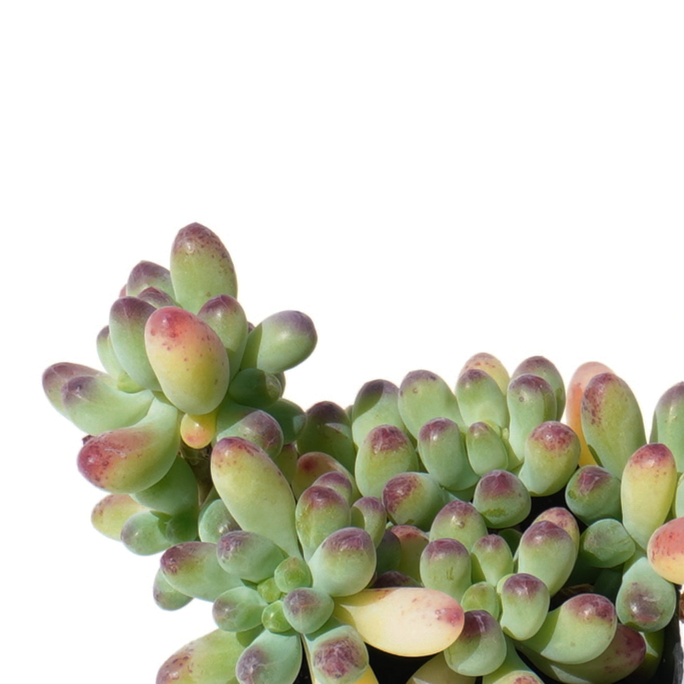 sedum_pachyphyllum