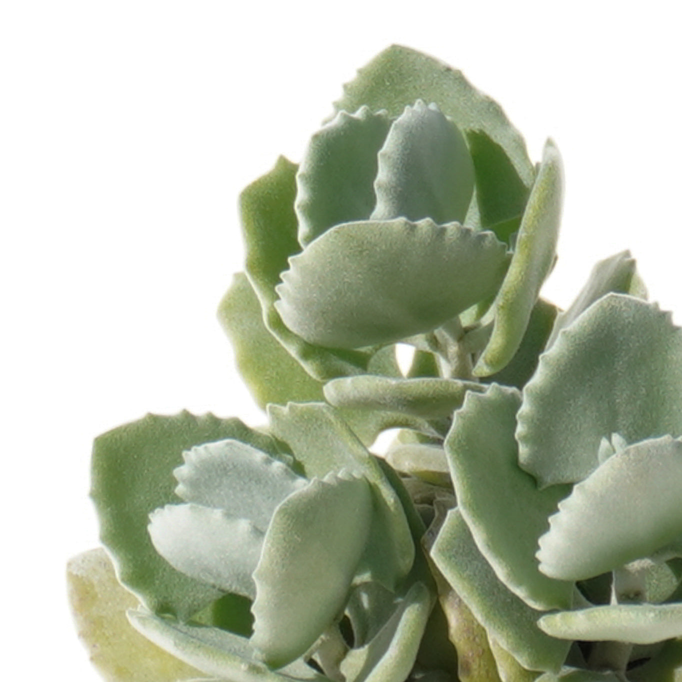 kalanchoe_millotii