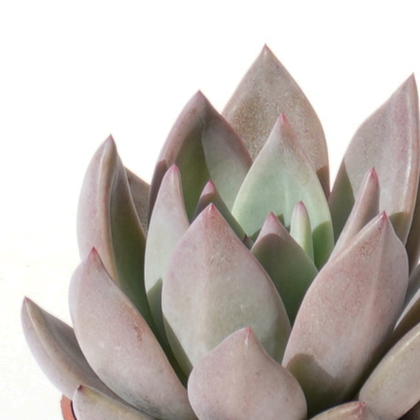 echeveria_champagne