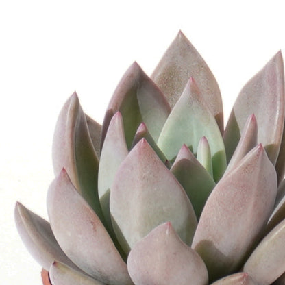 echeveria_champagne