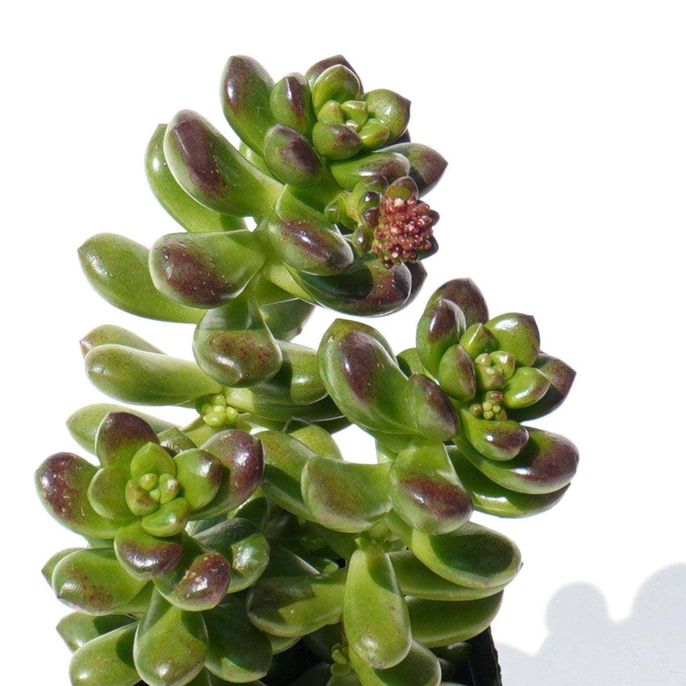 sedum_lucidum_obesum