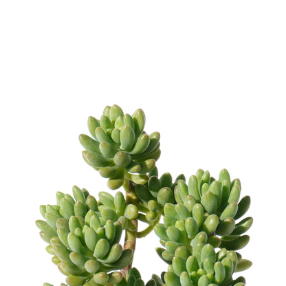 sedum_alice_evans