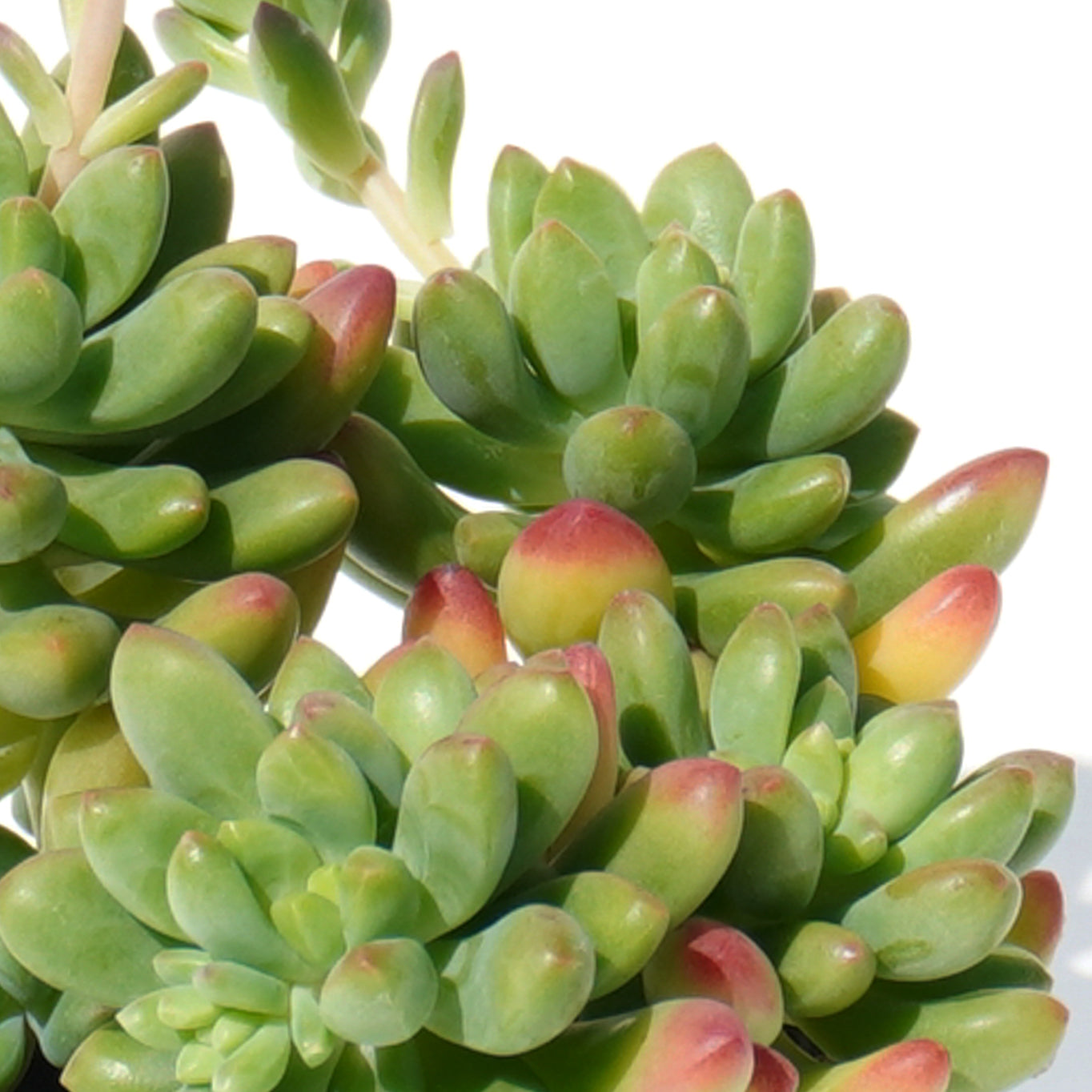 sedum_alice_evans