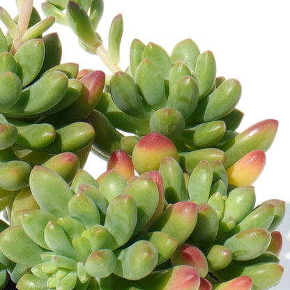 sedum_alice_evans