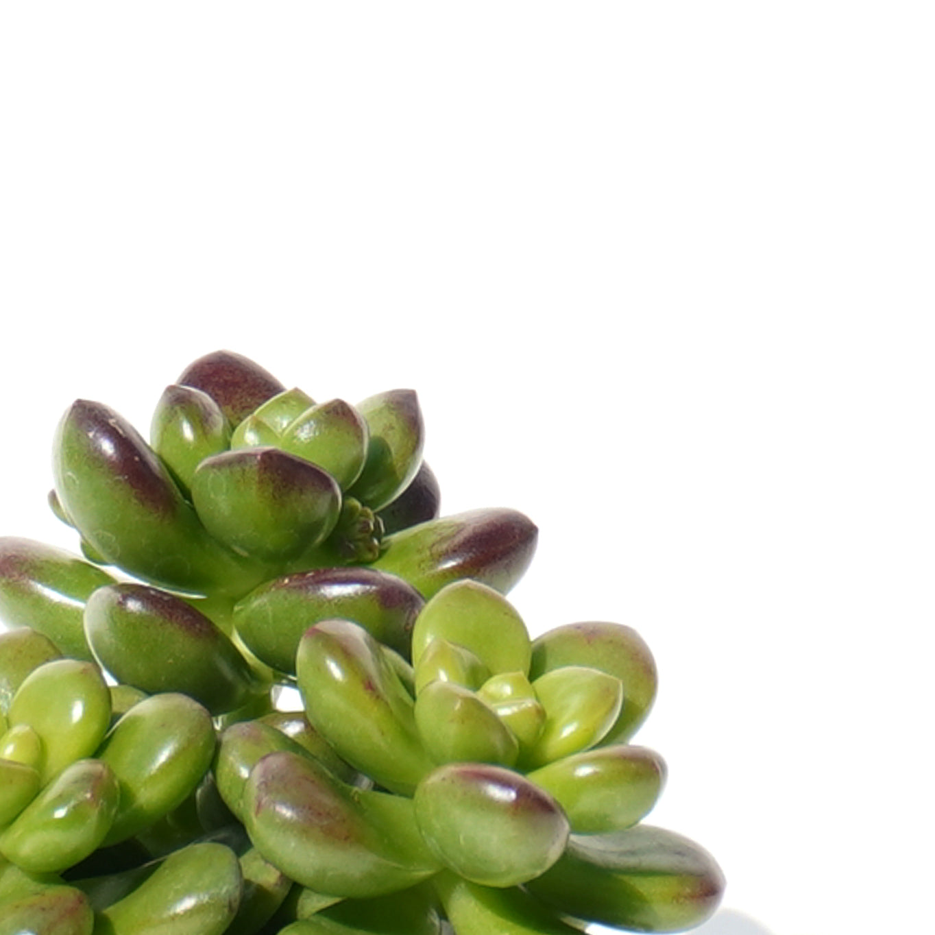 sedum_lucidum_obesum