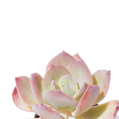 echeveria_hakuhou