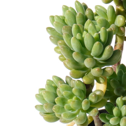sedum_alice_evans