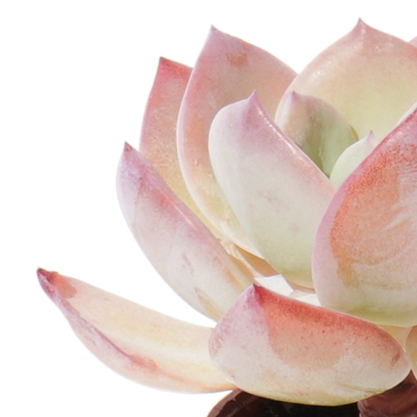 echeveria_hakuhou
