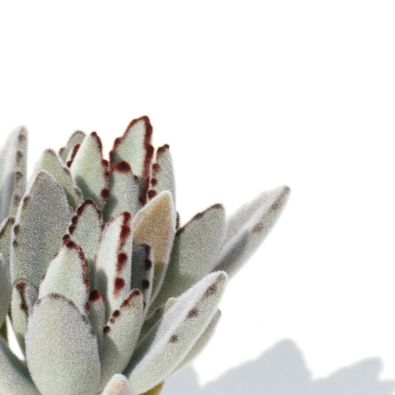 kalanchoe