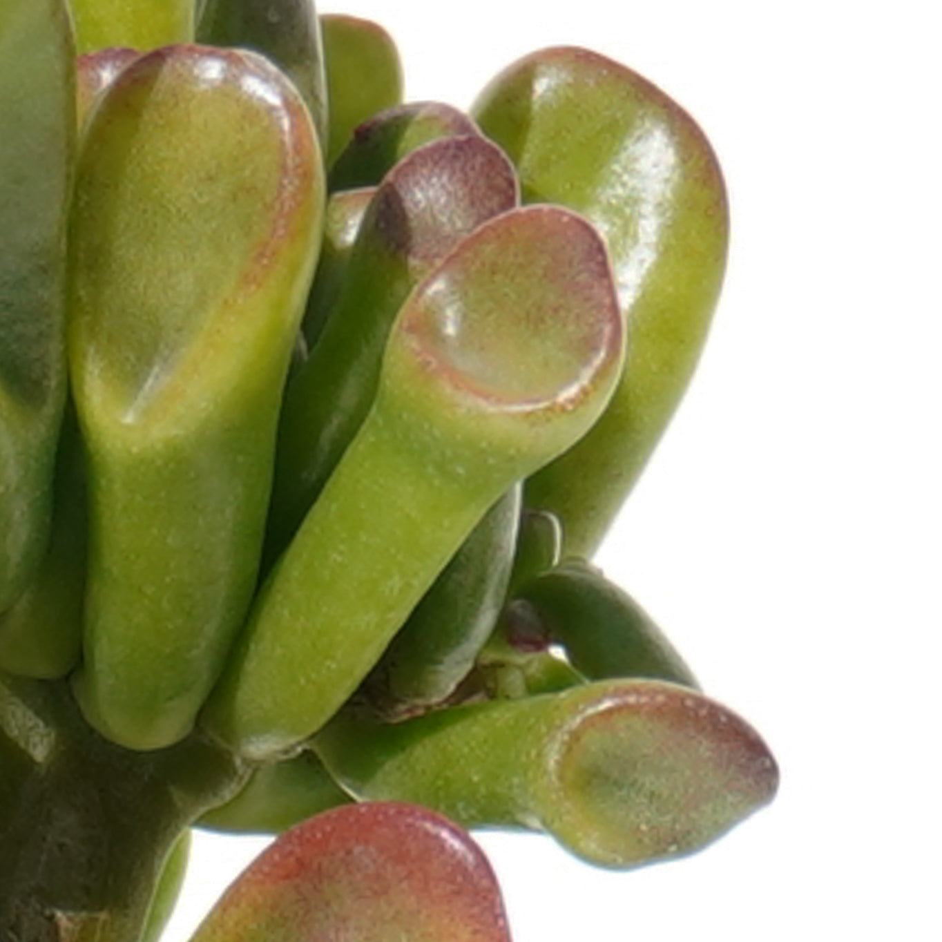 crassula_obliqua_gollum