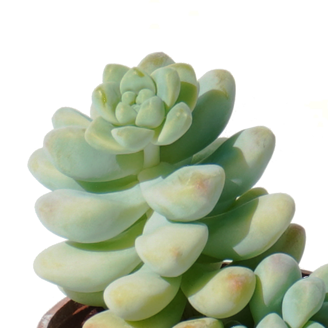 sedum_treleasei