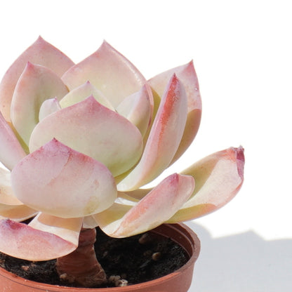 echeveria_hakuhou