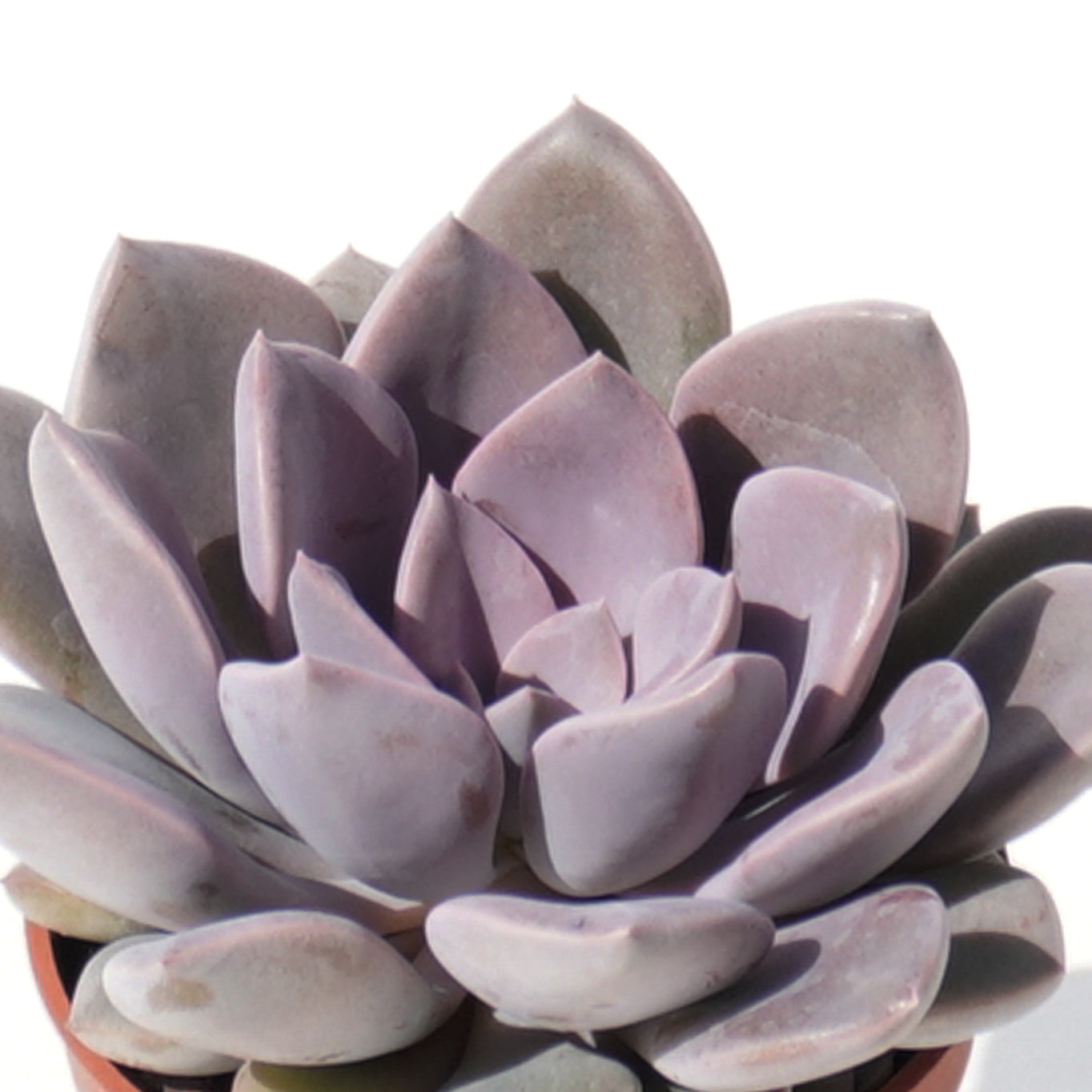 debbie_graptoveria