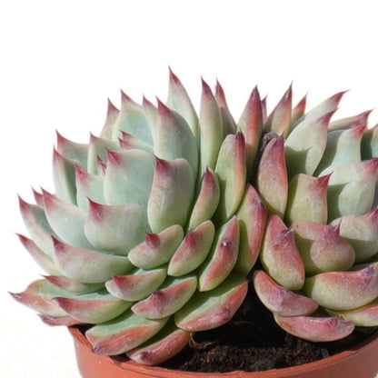 echeveria_chihuahuaensis