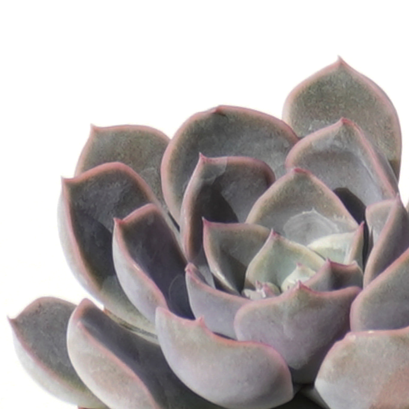 echeveria_fiona