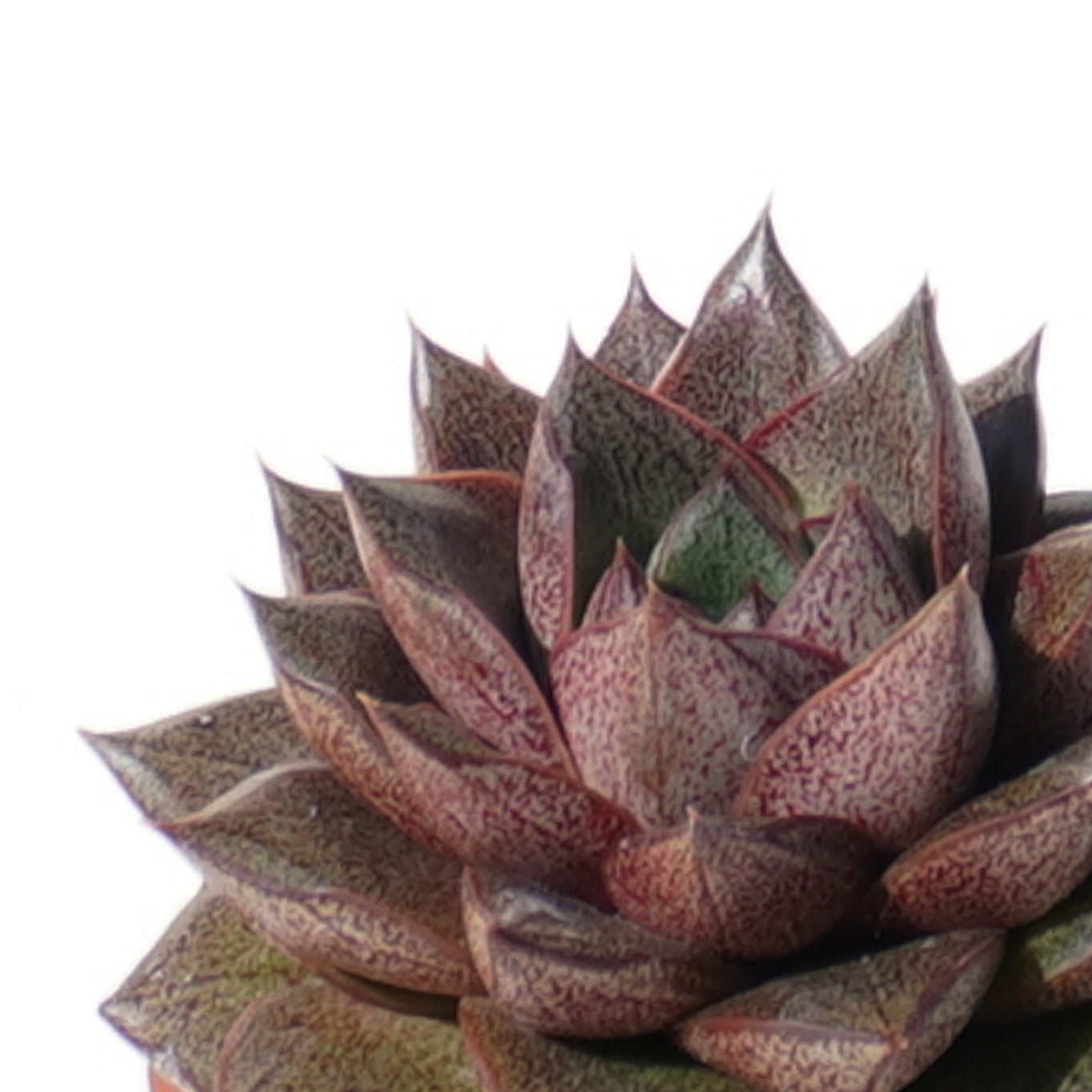 echeveria_purpusorum_berger