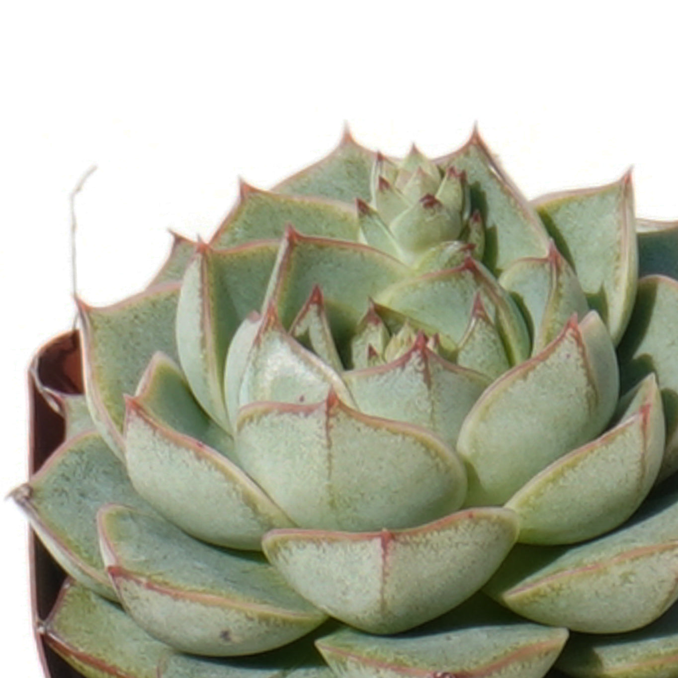 echeveria_fabiola