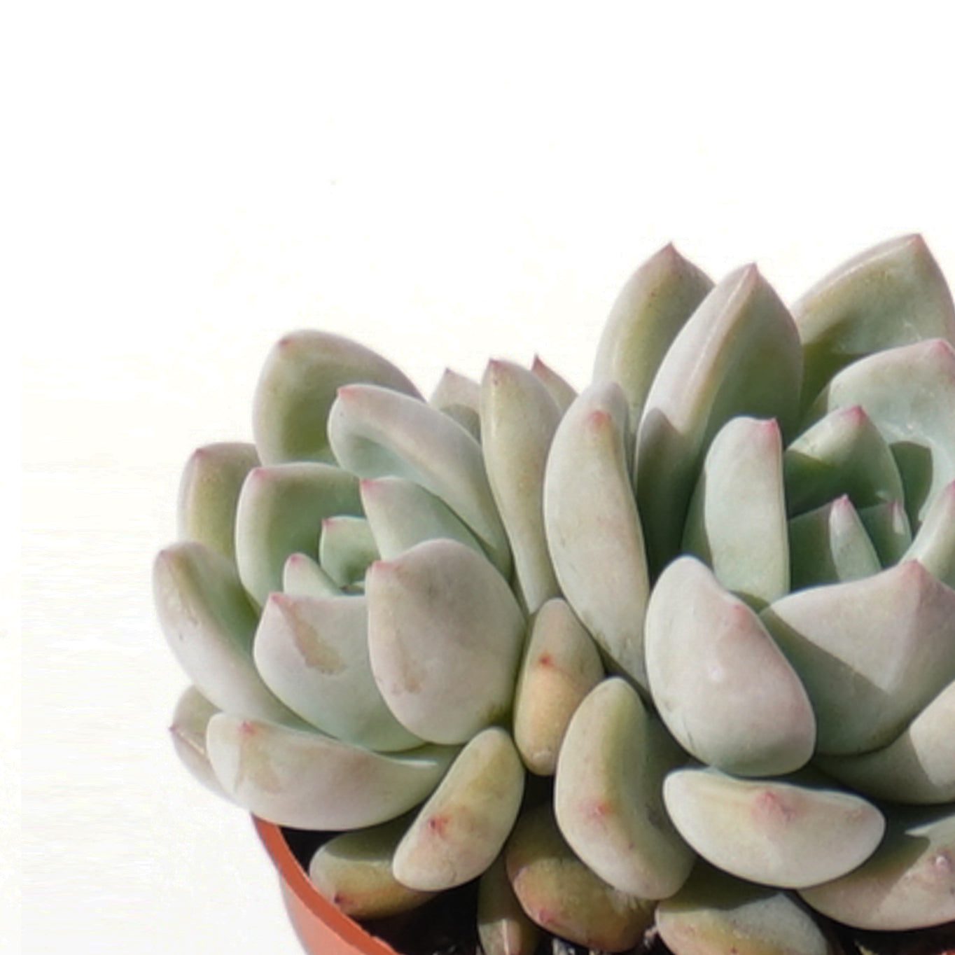 echeveria_champagne