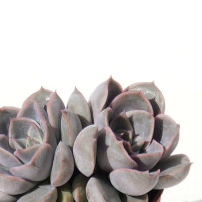 菲奧娜 Echeveria Fiona