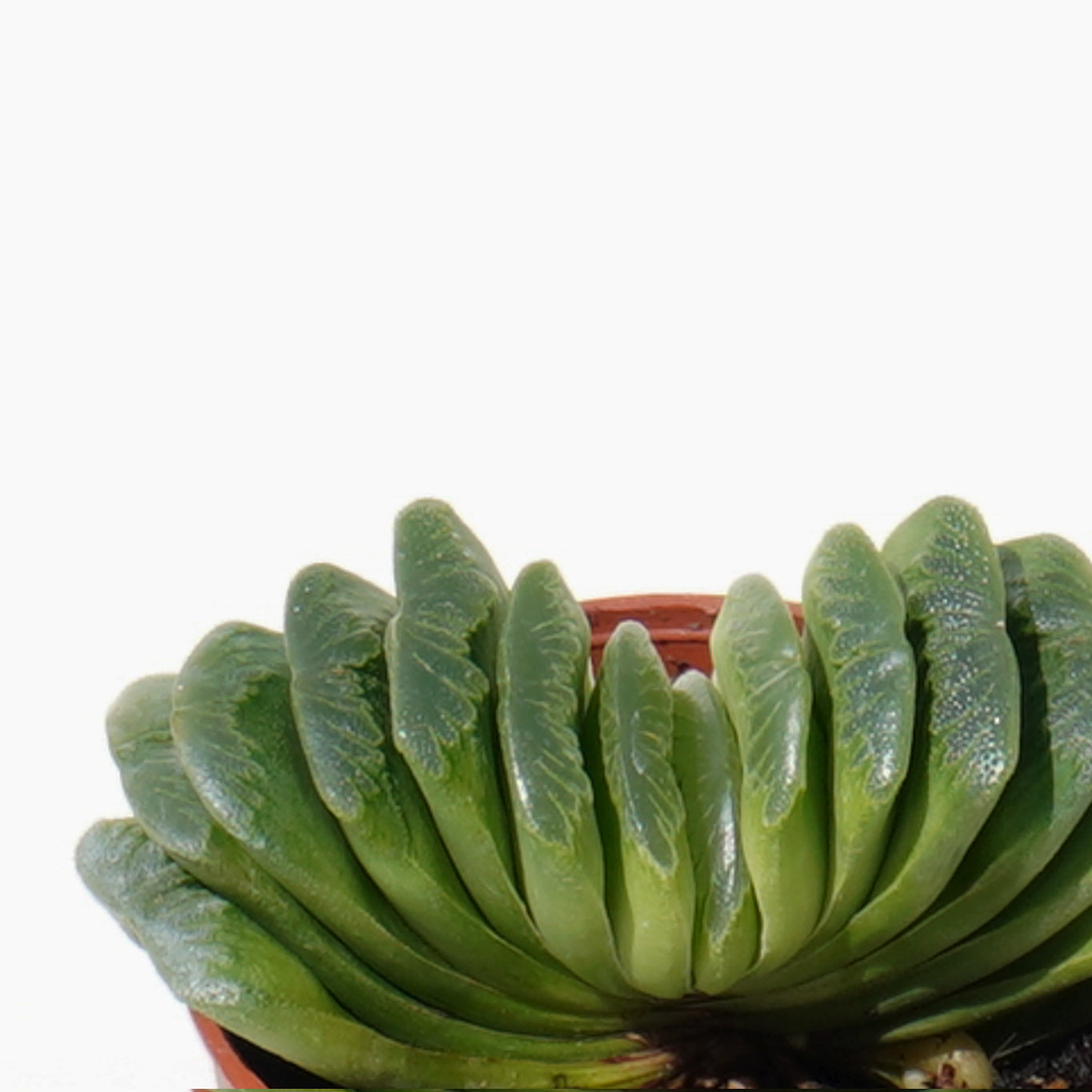 haworthia-truncata