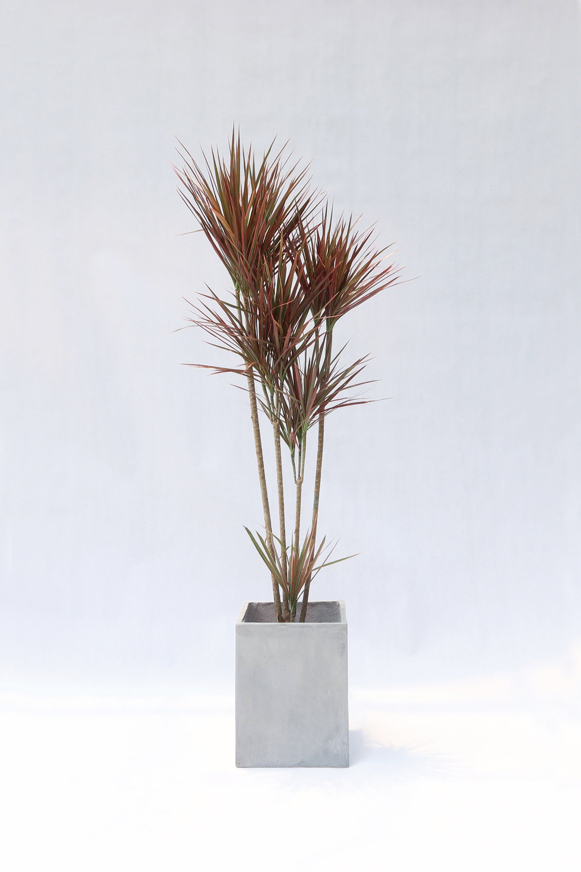 彩葉馬尾鐵 Dracaena Magenta