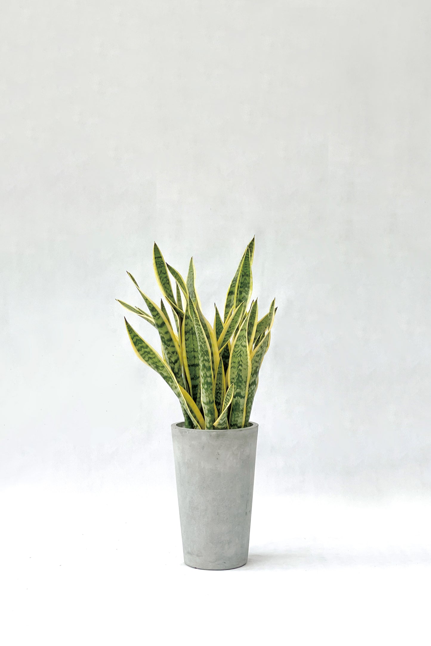 虎尾蘭 Sansevieria Trifasciata