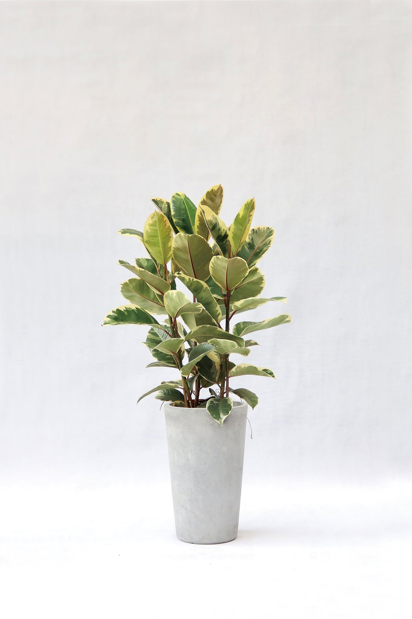 花葉橡樹 Ficus Elastica (荷蘭進口)