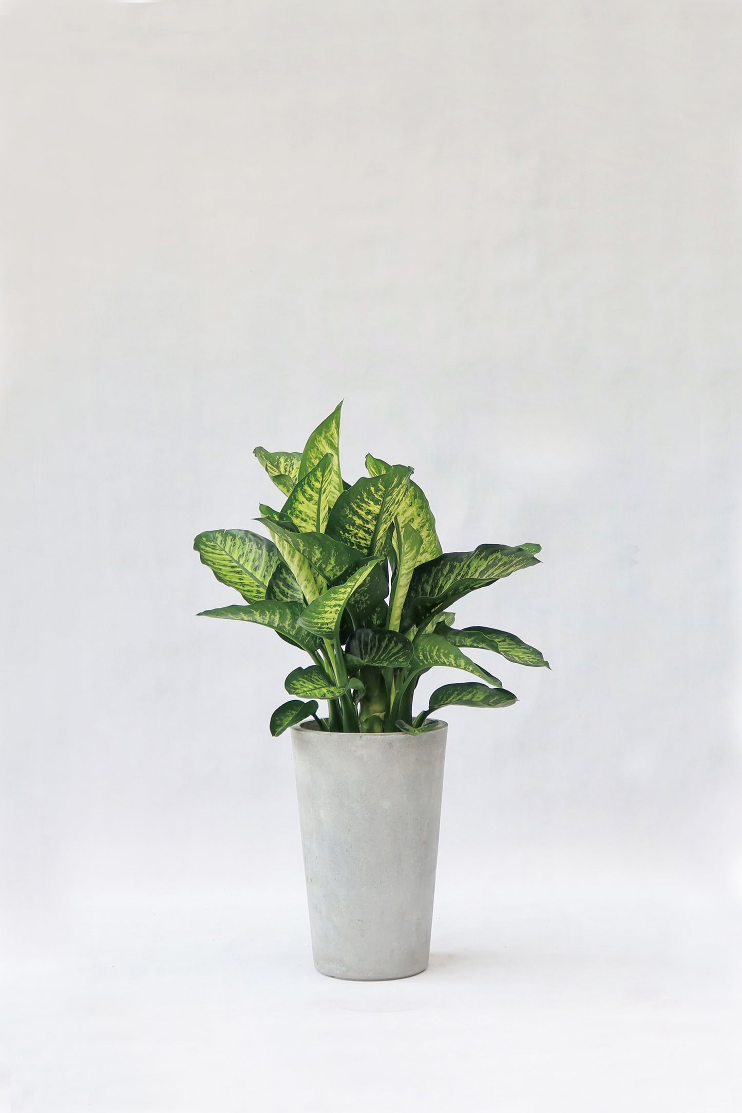 大斑馬 Dieffenbachia (荷蘭進口)